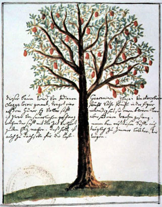 Base de datos Fotogr&aacute;fica Flori&aacute;n Paucke