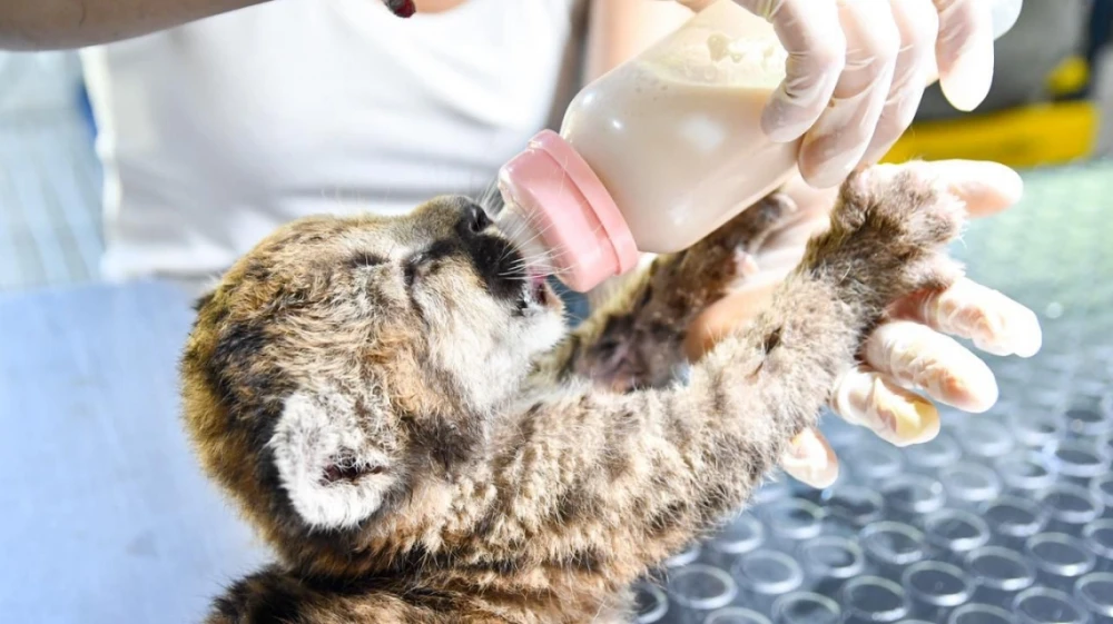 Santa Fe refuerza las sanciones por delitos contra la fauna y actualiza las multas
