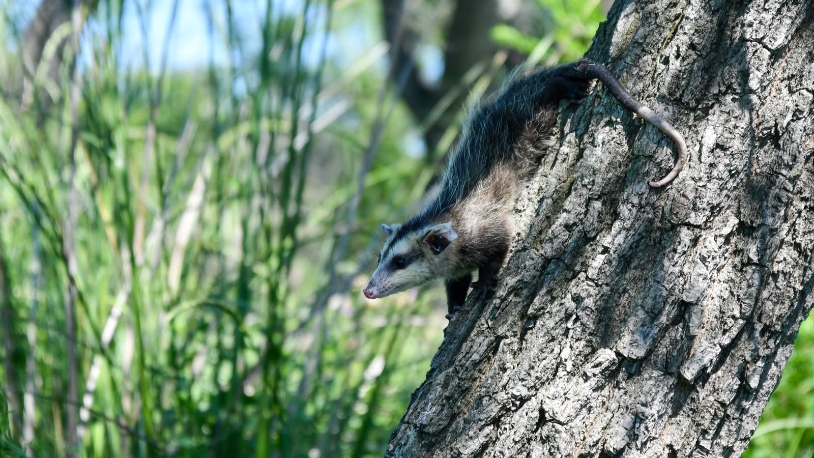 Santa Fe difundió una guía rápida de acción ante el encuentro de fauna silvestre en zonas urbanas y periurbanas