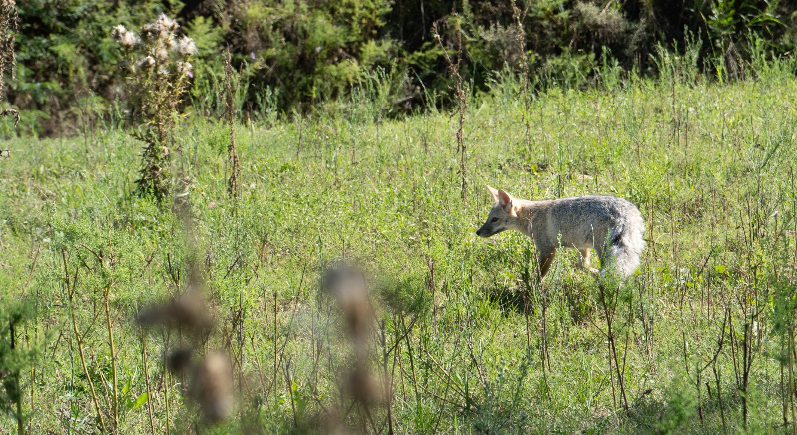 Conservación e investigación de la fauna silvestre