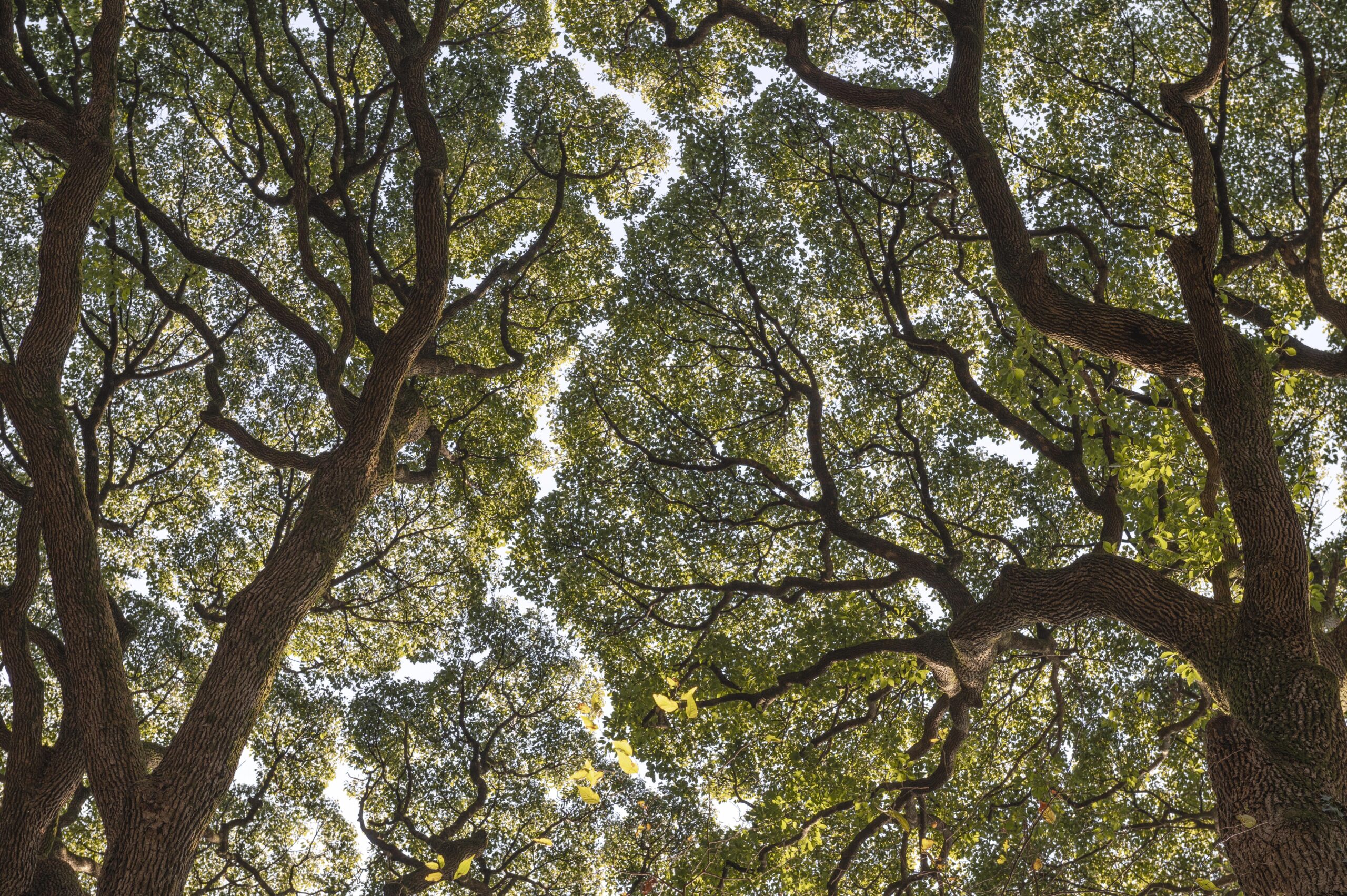 forest-with-trees-close-up
