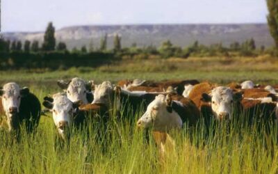 OPERARIO PARA SISTEMAS DE PRODUCCIÓN DE BOVINOS PARA LECHE Y CARNE