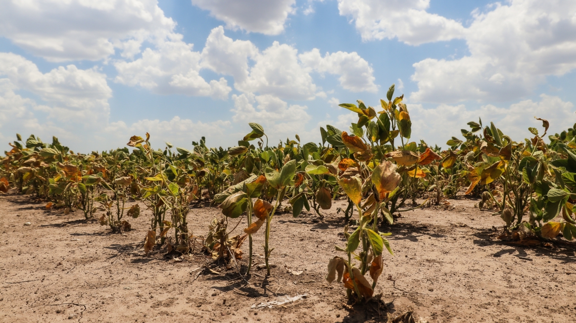 Santa Fe declaró la emergencia agropecuaria por la sequía tras el reclamo del campo