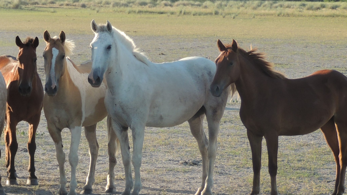 Confirmaron nuevos casos de encefalomielitis equina en la Patagonia