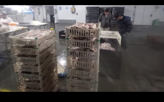 Ambiente reforzó controles para Semana Santa y sancionó a dos frigoríficos pesqueros